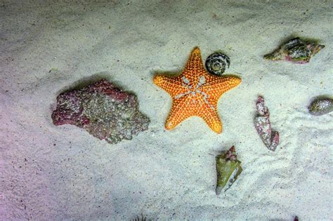 Orange Starfish Underwater on Sand in a Natural Habitat Stock Image ...