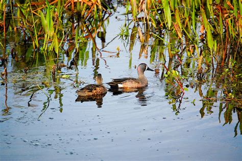 What is a Wetland? And Other Habitats Great Lakes Birds Need | Audubon ...