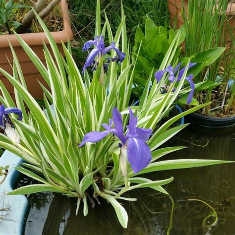 Iris japonica 'Variegata', Variegated Fringed Iris - uploaded by @cactusnut