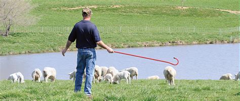 Choosing the Best Shepherd Crook - Premier1Supplies