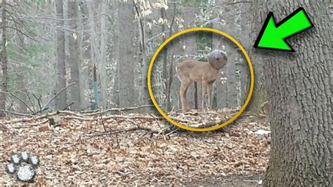 A Man Saw a Strange Creature in the Woods and Called the Rescue - YouTube