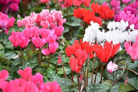 Cyclamen Care Guide: How To Grow Hardy Cyclamen In Your Garden