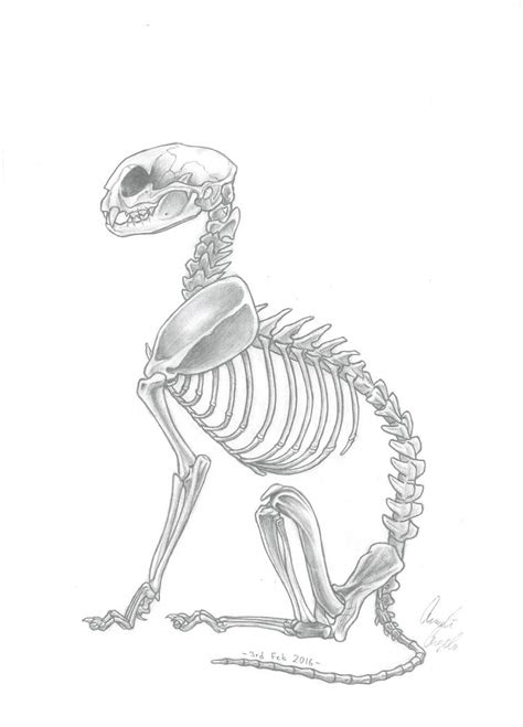 Cat Skeleton Drawing at PaintingValley.com | Explore collection of Cat ...