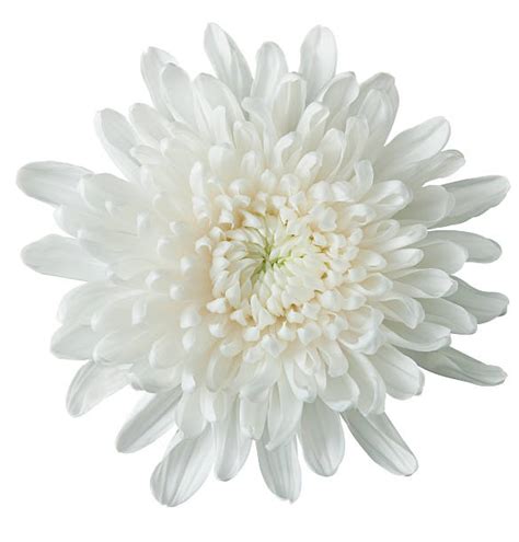 White Chrysanthemum Flower Digital Download, Vintage Image, Printable ...