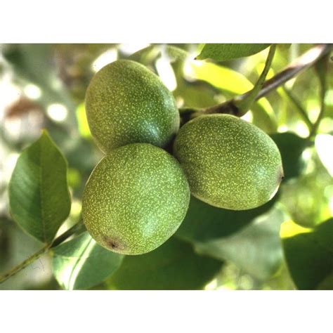 Chandler Walnut Tree » Store » Tomorrow's Harvest by Burchell Nursery