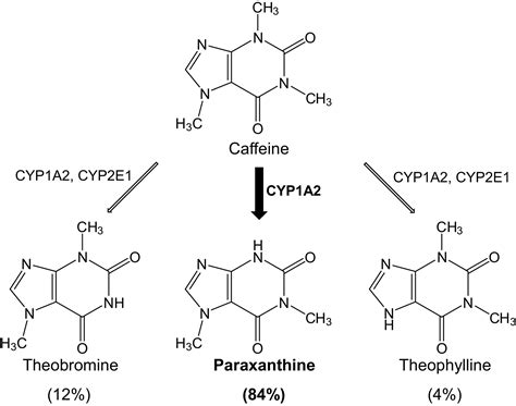 Effects of Common CYP1A2 Genotypes and Other Key Factors on ...