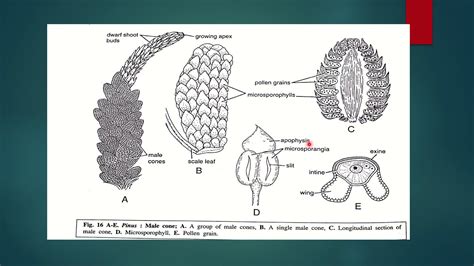 Pinus Male Cone