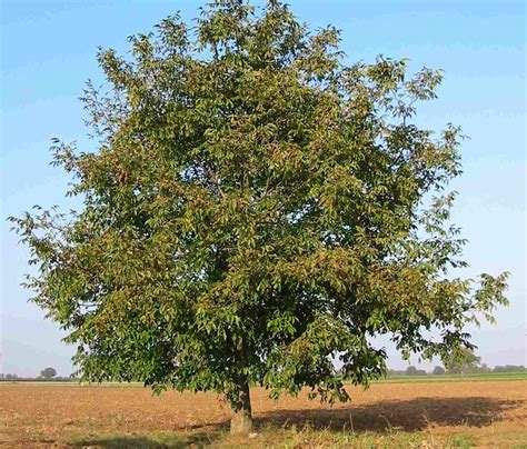 11 Species of Walnut Trees for North American Landscapes