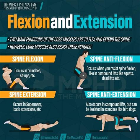 💥 Spine flexion and extension exercises are probably the most common ways to train the core ...