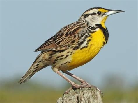 Icteridae Browse by Family, All About Birds, Cornell Lab of Ornithology