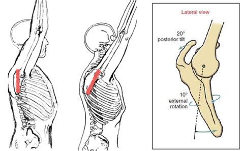 What You Need To Know To Fix Shoulders: Scapulohumeral Rhythm