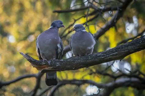 Dove Symbolism & Pigeon Meaning - Luciding Dream Dictionary