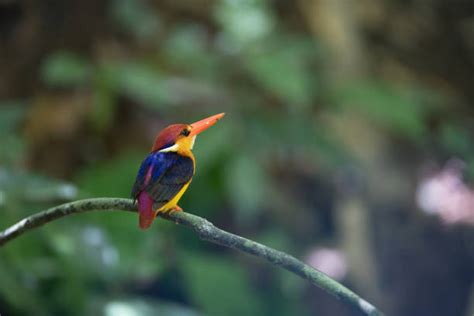 310+ Brunei Wildlife Stock Photos, Pictures & Royalty-Free Images - iStock