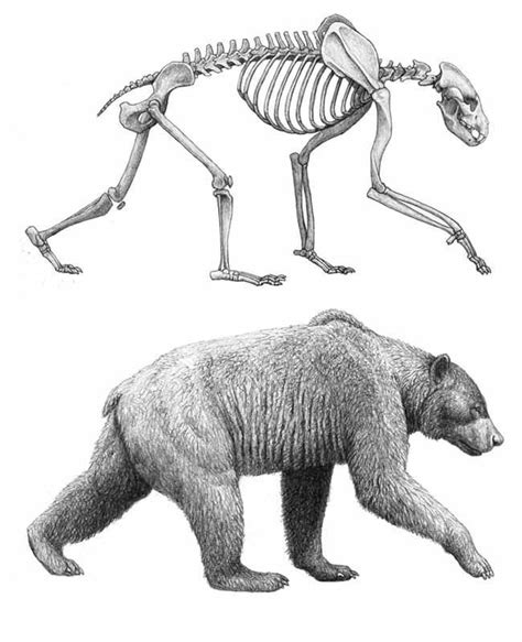 bear skeleton