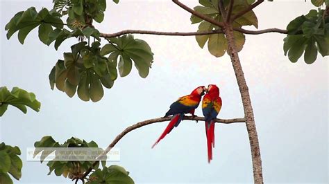 Scarlet Macaws in the Wild - Costa Rica - YouTube