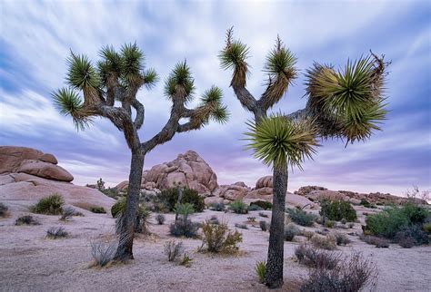 Two Joshua Trees at Sunrise in Joshua Tree National Park Photograph by ...