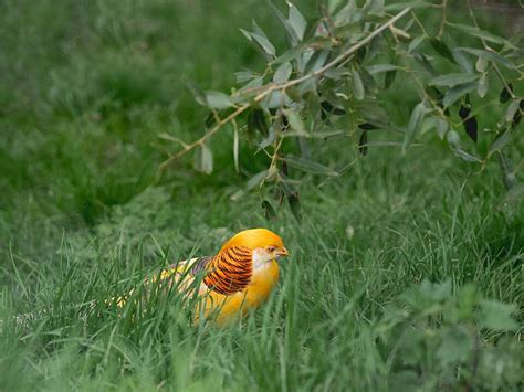 Bright Chinese Pheasant With Yellow Feathers In Grass Photo Background And Picture For Free ...