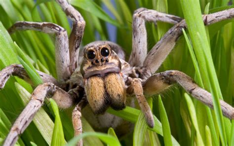 What are Wolf Spiders and How to Get Rid of Them? - Pest Exterminators