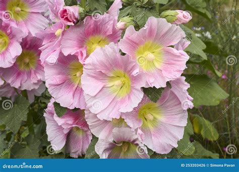 Alcea Rosea Colorful Flowers Stock Photo - Image of garden, fresh ...