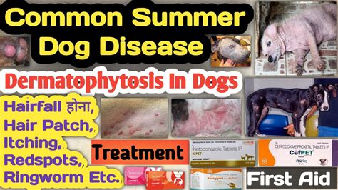 dermatophytosis in dogs/cats || ringworm in dogs || summer disease in dogs || symptoms ...