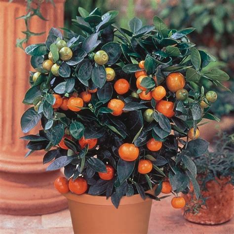 Dwarf Citrus Trees | Indoor fruit trees, Indoor fruit, Citrus plant