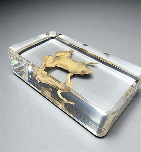 Albino African Clawed Frog, Xenopus laevis - Insects In Resin