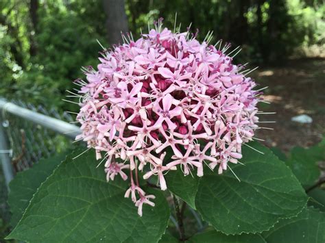 Wild Hydrangea Free Stock Photo - Public Domain Pictures