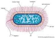 Bacillus thuringiensis | bacterium | Britannica.com