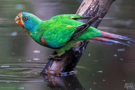 Bruny Island Tasmania Birdlife - Swift Parrot