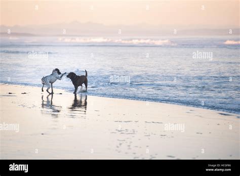 Dogs playing in water Stock Photo - Alamy