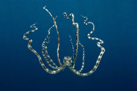 I Can Transform Ya: Mimic Octopus | Featured Creature