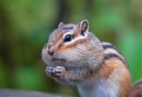 Chipmunk Facts: 40 Facts About These Cute Critters | Facts.net