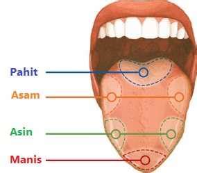 Gambar Anatomi Lidah Dan Fungsinya - ANATOMY STRUCTURE