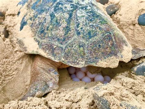 From Boa Vista: Turtle Watching and Nesting Evening Tour | GetYourGuide