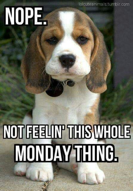 Monday Again! #mondayblues #letsdothis | Morning quotes funny, Funny monday memes, Monday humor