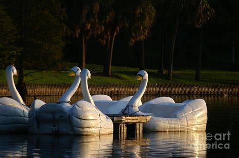 Eola Swan Boats Photograph by Jack Norton - Fine Art America