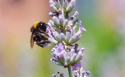 Bumblebee Lavender Pollination - Free photo on Pixabay