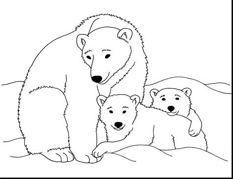 Polar Bear Cub Drawing at GetDrawings | Free download