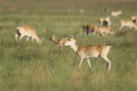 Mongolian Gazelle from Dornod, MN on July 21, 2022 at 05:31 PM by ...