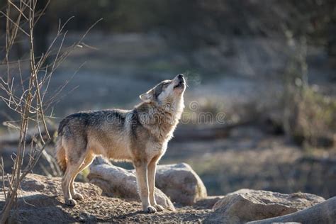 Howling of a Grey Wolf in the Forest during the Winter Stock Image - Image of lupus, canis ...