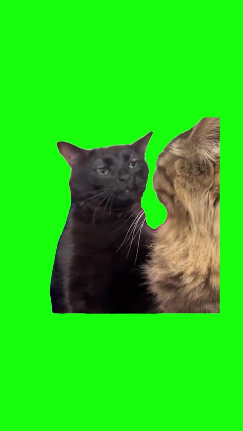 Black Cat Zoning Out | Green Screen - One News Page VIDEO