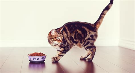 What Do Bengal Cats Eat? Choosing The Ideal Bengal Cat Diet - My Cat Supplies