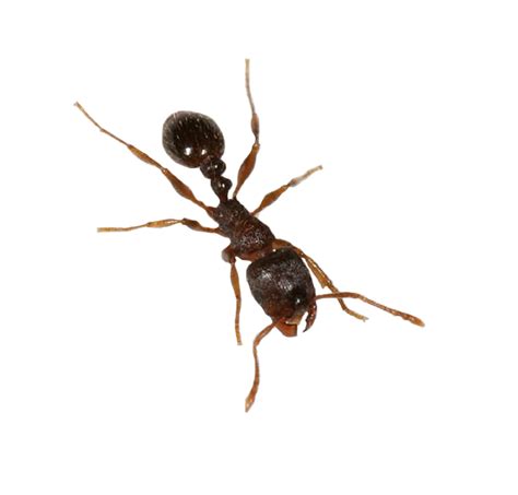 Ant Transparent PNG | PNG Mart