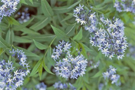 12 Types of Garden Plants With Blue Flowers