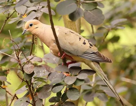 Mourning Dove Symbolism & Meaning: Spiritual, Cultural, Totem & More ...