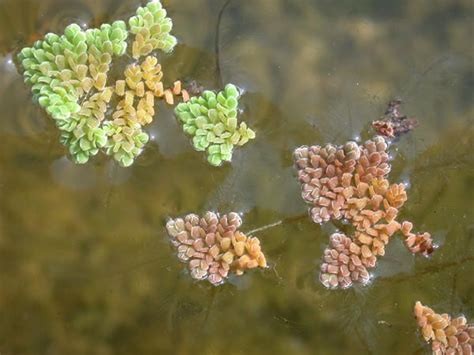 Azolla | Diseases and Pests, Description, Uses, Propagation