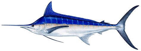 National Geographics: blue marlin fish