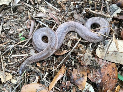 Smooth Earthsnake – Florida Snake ID Guide