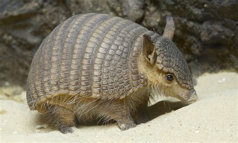 Screaming hairy armadillo - Alchetron, the free social encyclopedia