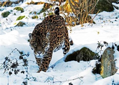 Snow Jaguar by snowporing | Animals images, Animals, Animal kingdom